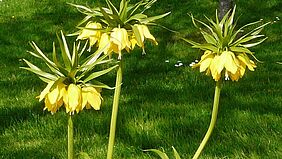 fleurs de fritillaires impériales jaunes