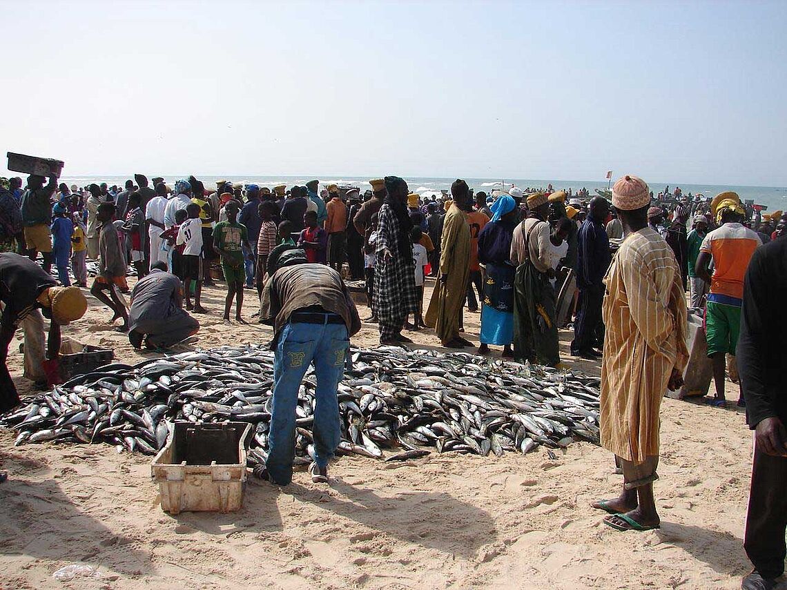 Retour de pêche, tri du poisson sur la plage à Cayar (Sénégal)