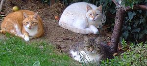 3 chats dans un jardin