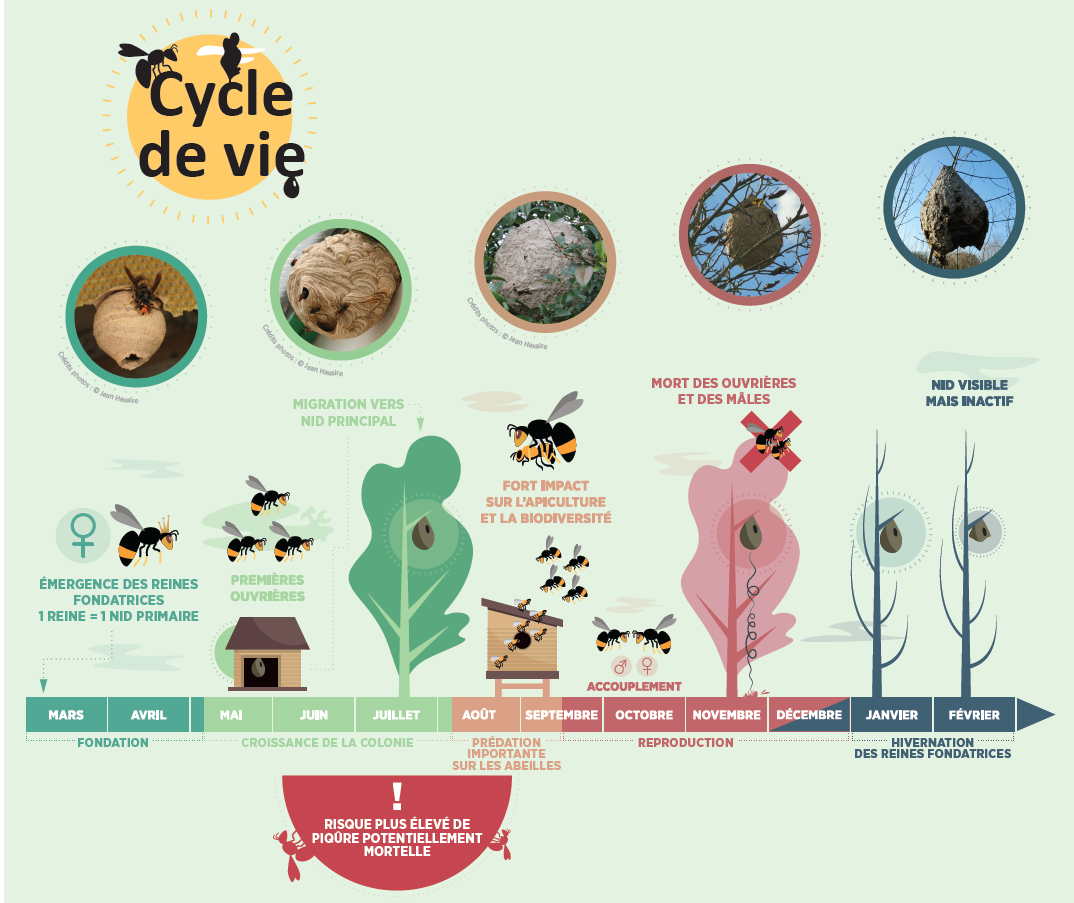 Cycle de vie du frelon asiatique. Source : FREDON Centre Val de Loire