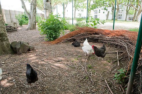 Jardin partagé Madeleine Desroseaux - poules et lapins - mai 2018