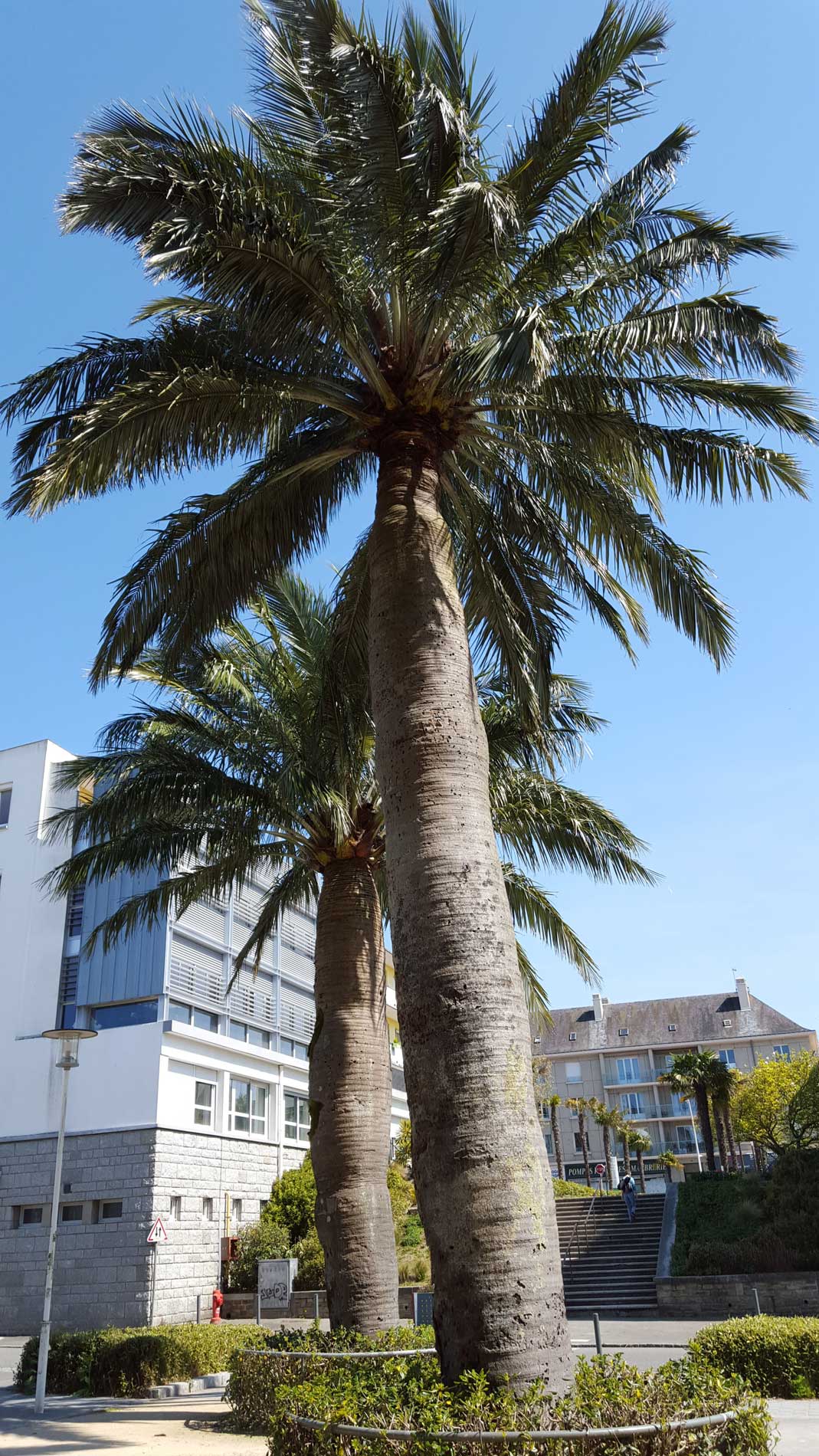 cocotiers du Chili - cliquez pour voir un diaporama sur les arbres à Lorient